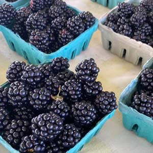 blackberries in packs