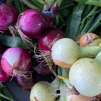 Assorted onions