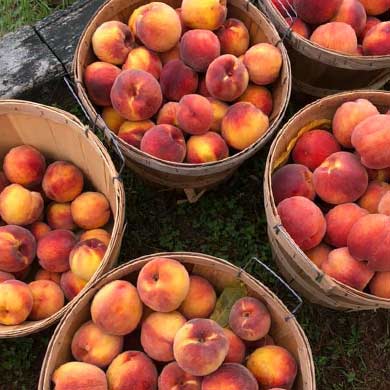 baskets filled with peaches