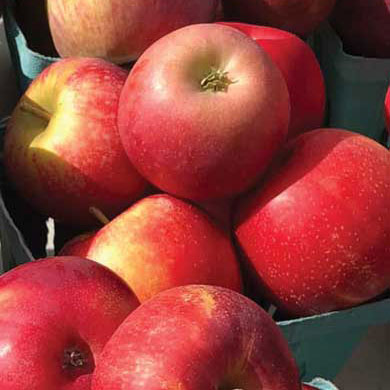 Wholesale: red apples