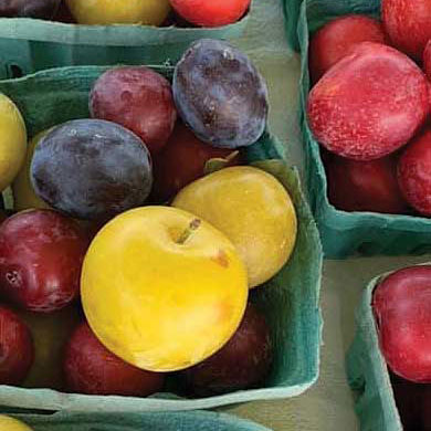CSA: plums and nectarines
