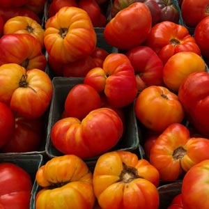 orange and red tomatoes
